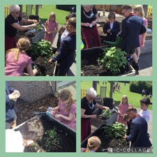 Gardening
