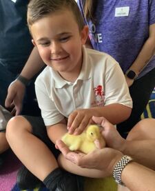 Ducklings June 24 !