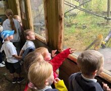 Animal spotting