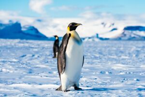 Penguin Class Class Photo