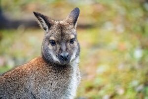 Wallaby Class Class Photo