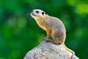 Meerkat Class Class Photo